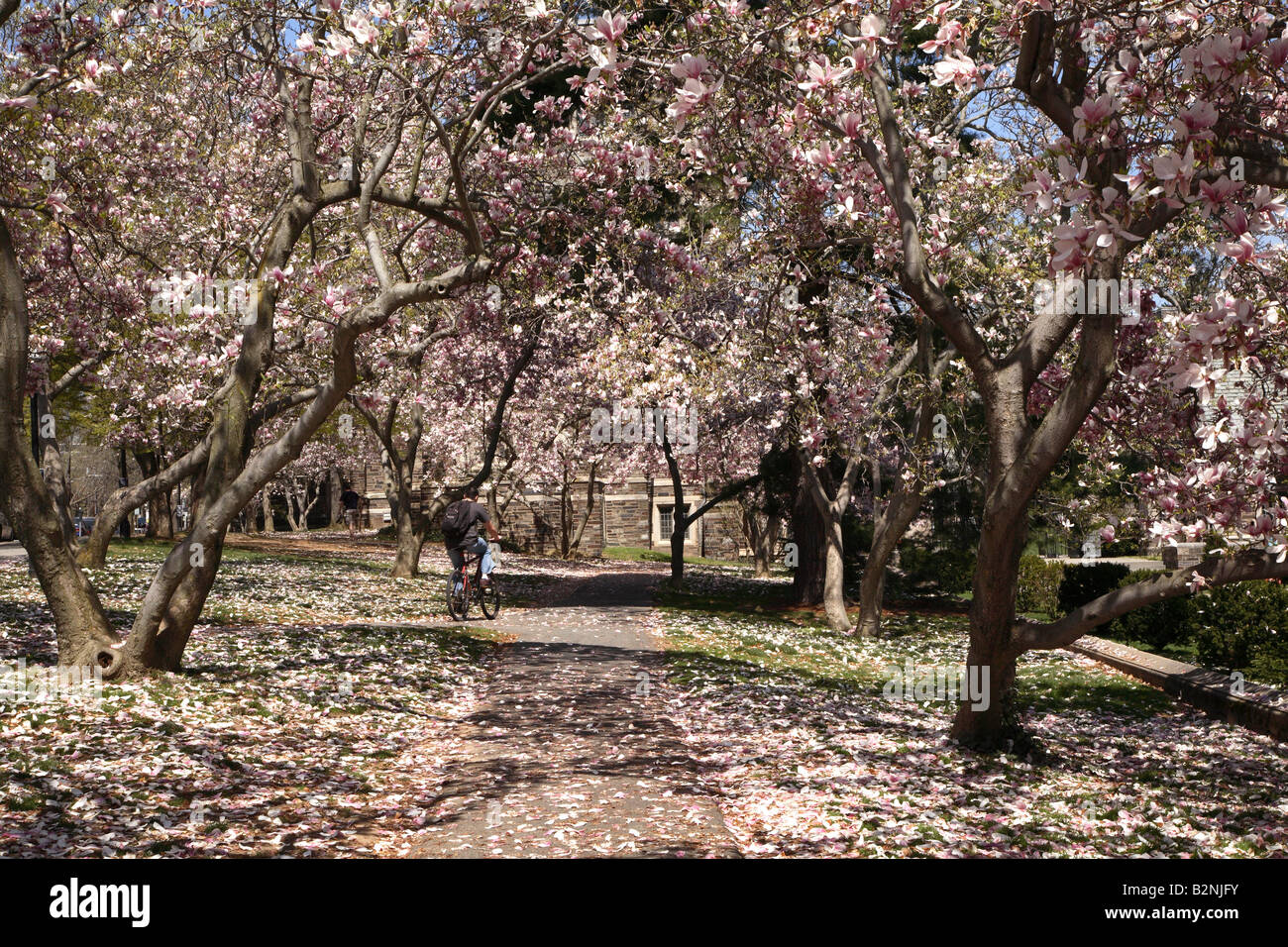 Il percorso tra la grande fioritura rosa piattino magnolie inarcamento fino nella tettoia sopra con molti petali di fiori sul terreno Foto Stock