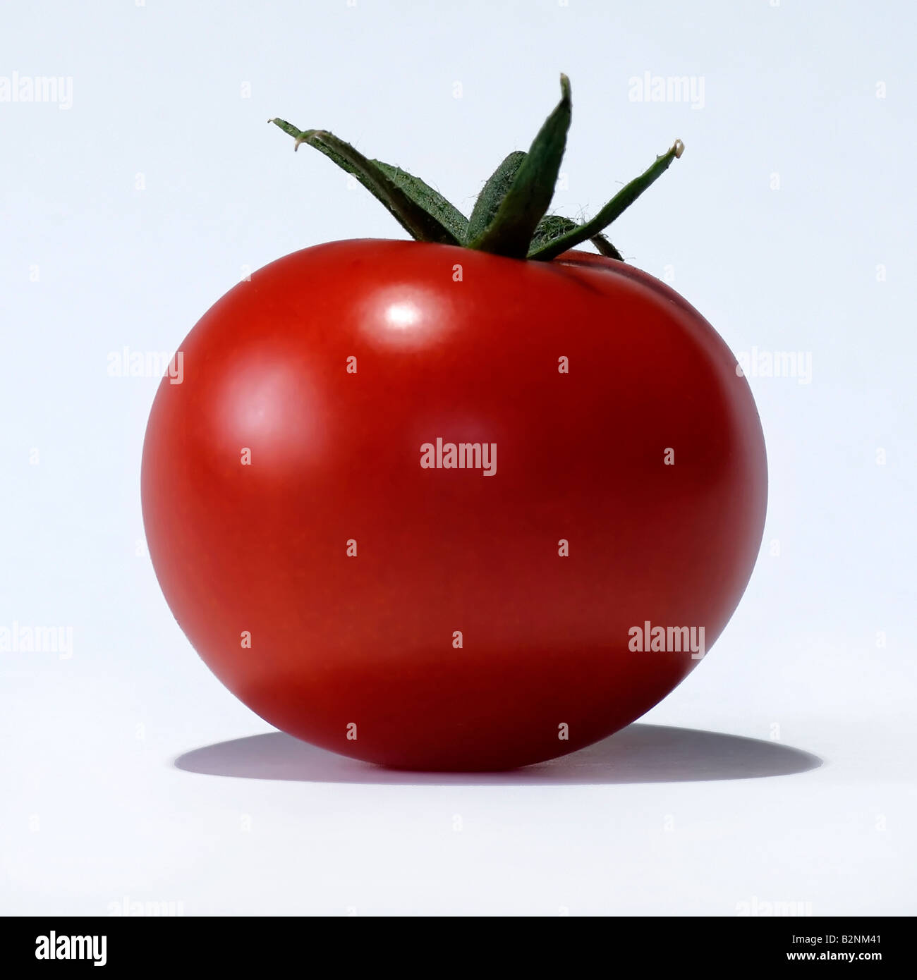 1 pomodoro rosso Foto Stock