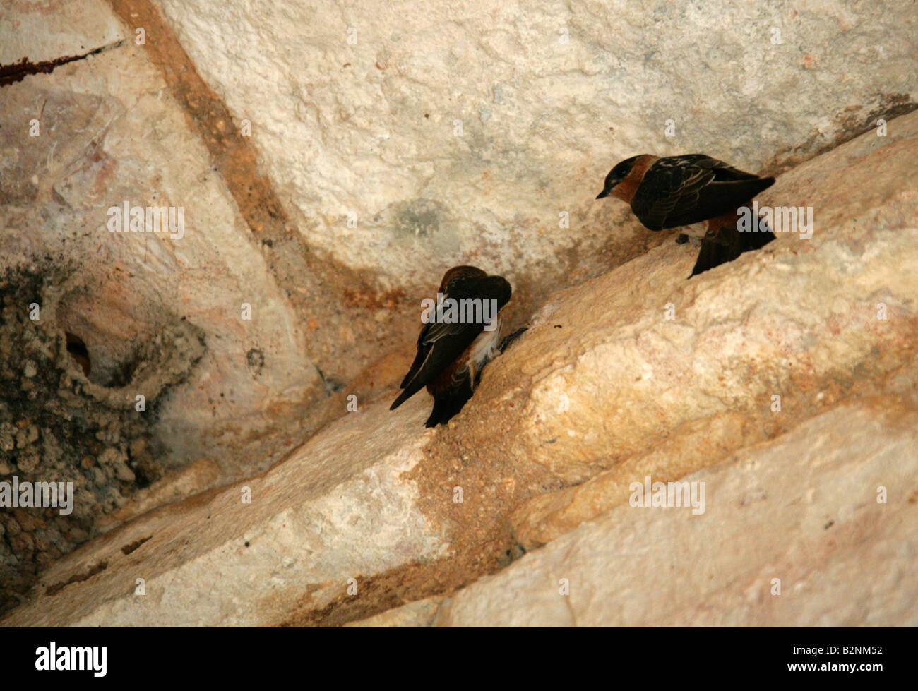 Grotta Rondini Petrochelidon fulva Hirundinidae, nidificanti nel tetto rovine di Uxmal sito archeologico, Yucatan, Messico Foto Stock