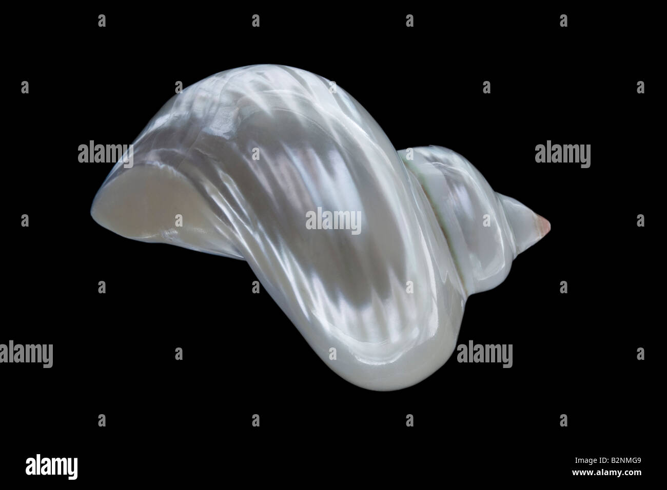 Seashell lucidato o Buccino Shell su uno sfondo nero Foto Stock
