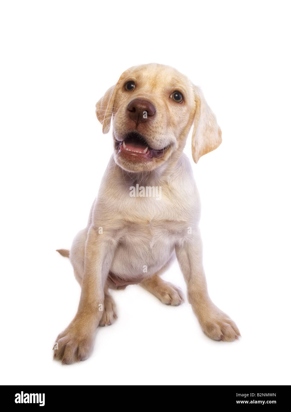 Adorabili e sorridendo felice giallo Labrador Retriever cucciolo isolato su sfondo bianco Foto Stock