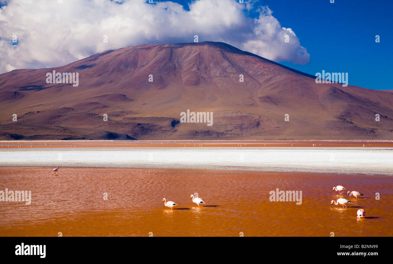 Bolivia Altiplano meridionale Laguna Colorada fenicotteri gregge sulla Laguna Coloroda altrimenti noto come il lago colorato Foto Stock