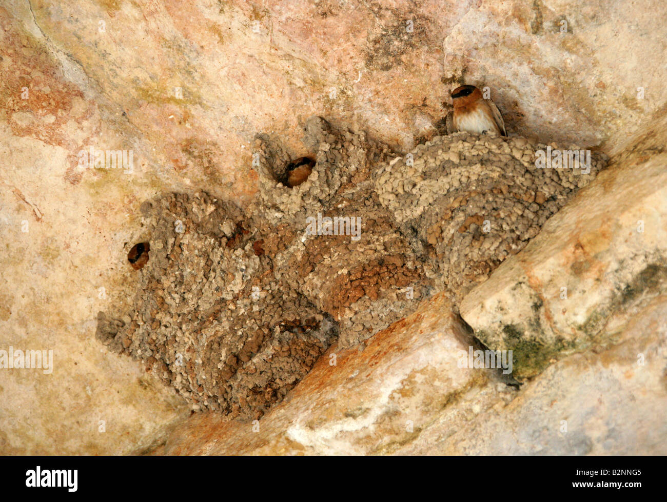 Grotta Rondini Petrochelidon fulva Hirundinidae, nidificanti nel tetto rovine di Uxmal sito archeologico, Yucatan, Messico Foto Stock