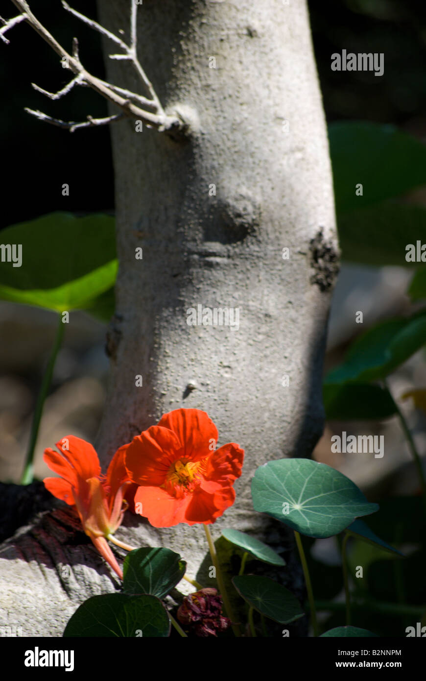 I nasturzi in fiore crescente nell'ombra di un albero di grandi dimensioni Foto Stock