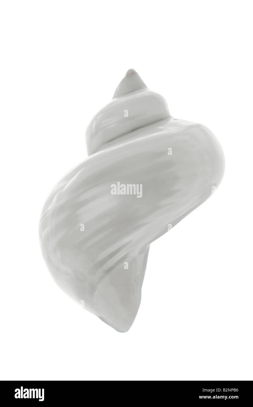 Seashell lucidato o Buccino Shell su sfondo bianco Foto Stock