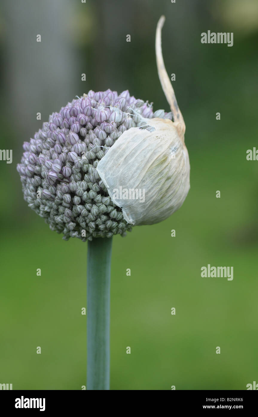 Allium Sp - Aglio in fiore Foto Stock