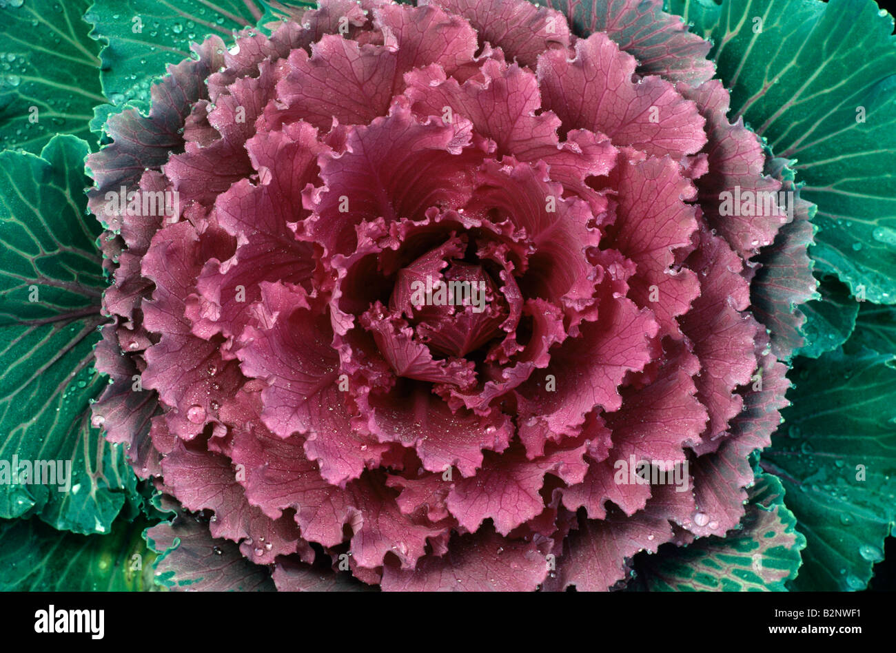 Fioritura kale close up Bothell Washington stato USA Foto Stock