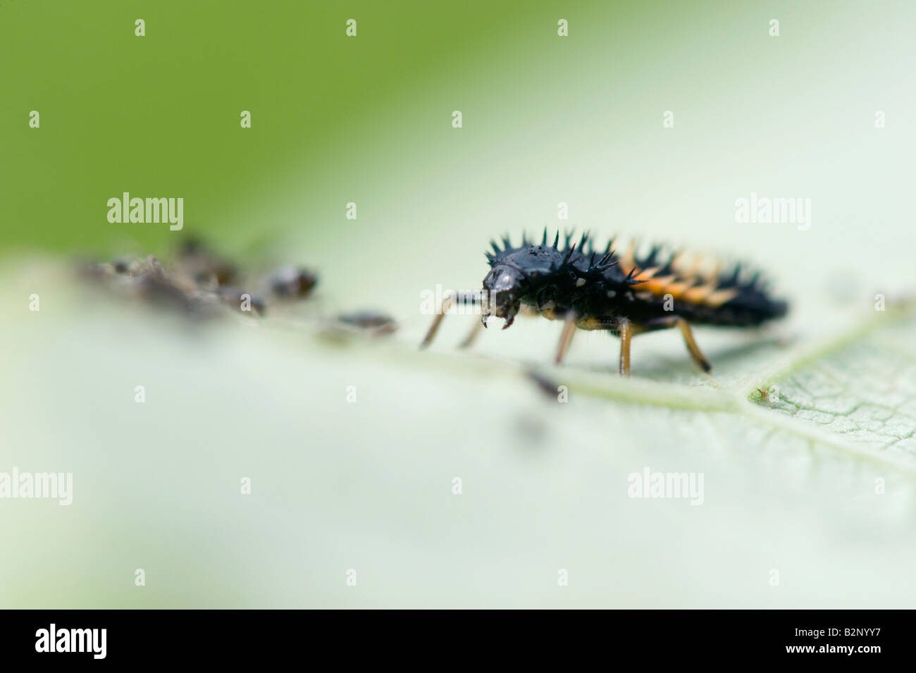 Harmonia axyridis. Harlequin ladybird larve di una foglia con blackly afidi. Regno Unito Foto Stock