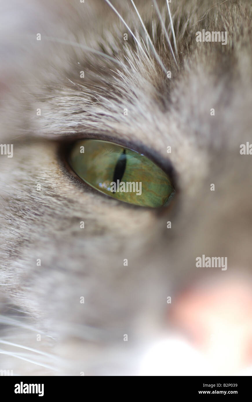 Gatto grigio close up con occhio verde Foto Stock