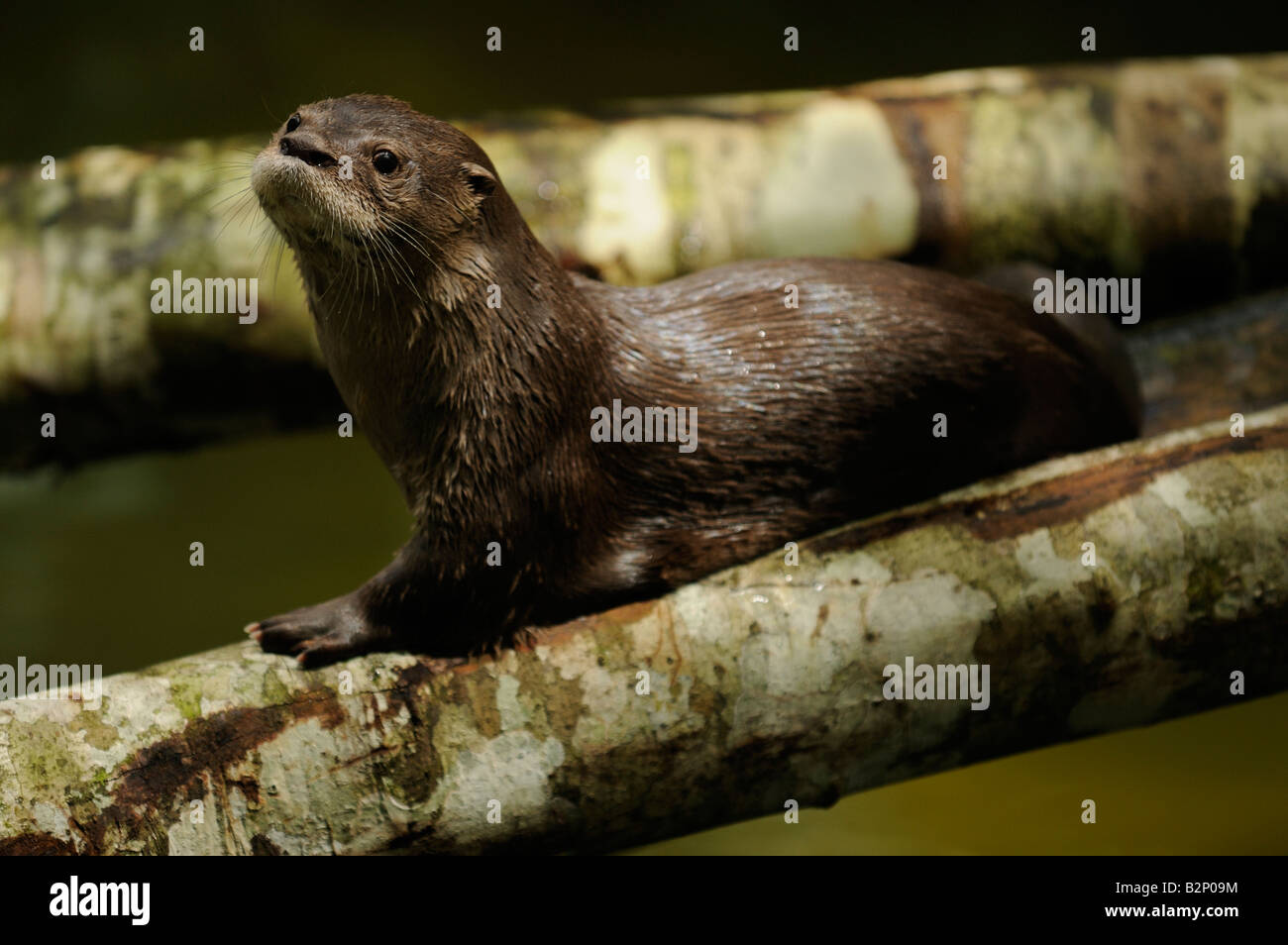 Neotropical otter o nutria o Lontra longicaudis lutra Foto Stock