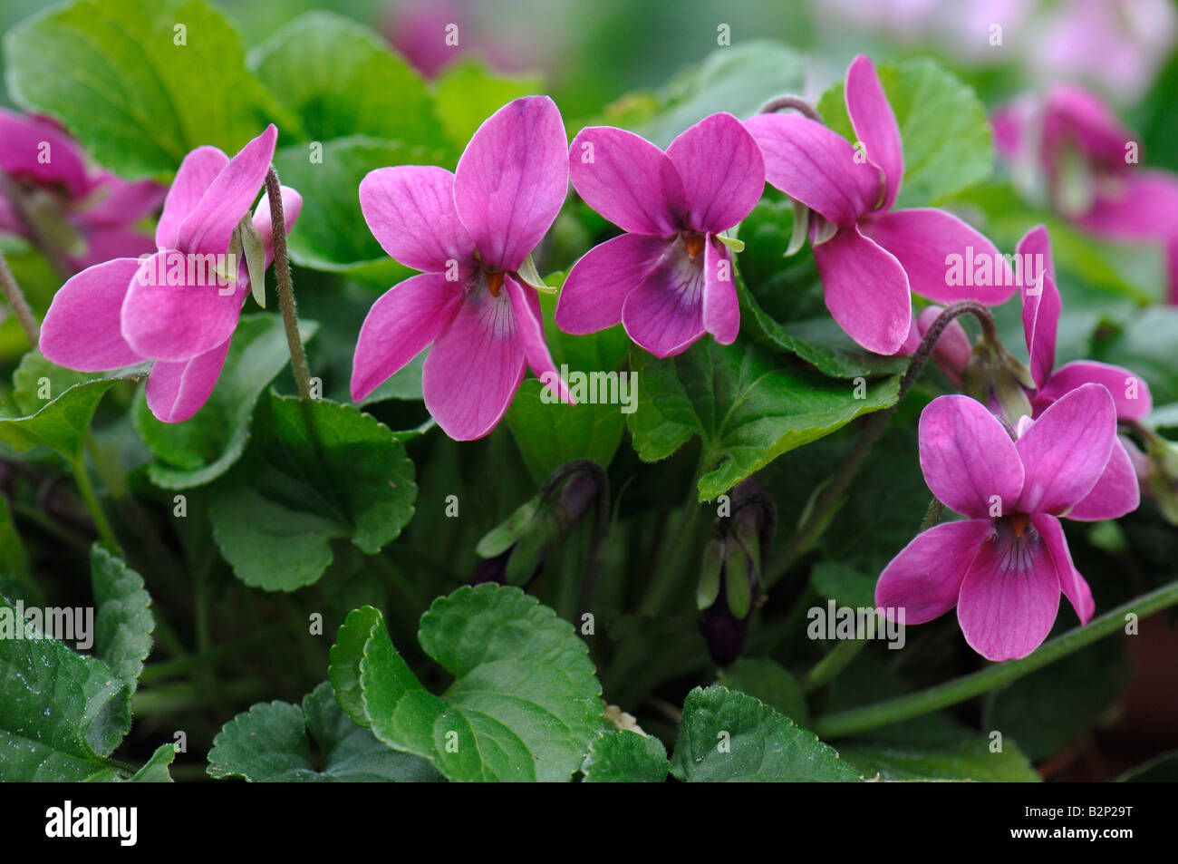 Viola Mammola (Viola odorata), varietà: miracolo Magentared, fioritura Foto Stock