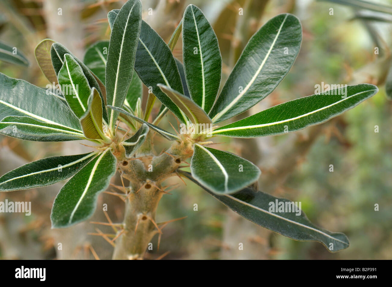 Pachypodium (Pachypodium densiflorum), ramoscelli con foglie Foto Stock