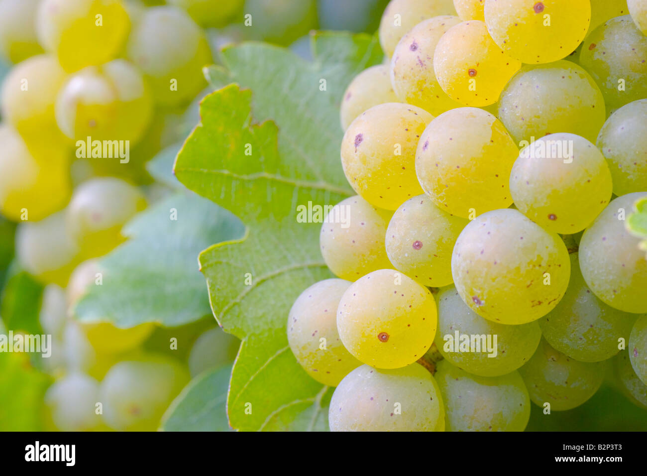 Le uve bianche sui tralci concentrarsi sulle uve in primo piano Foto Stock