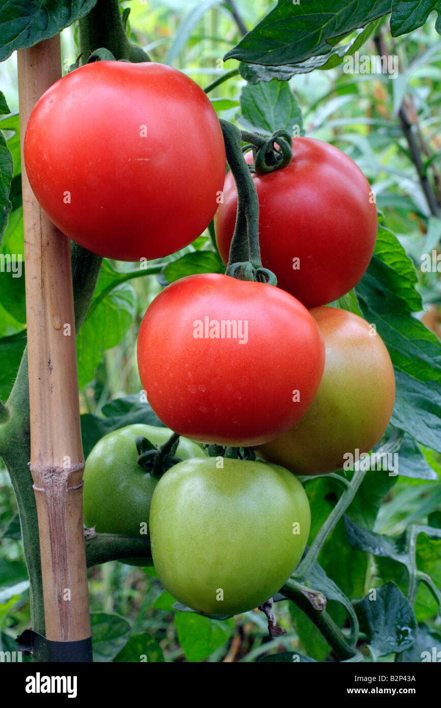 SOLANUM LYCOPERSICUM POMODORO CRISTAL ibrido F1 AGM Foto Stock