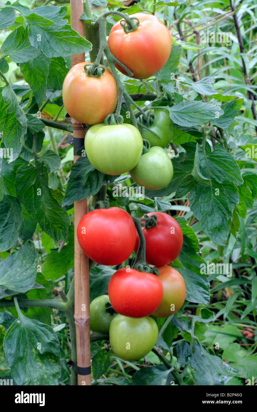 SOLANUM LYCOPERSICUM POMODORO CRISTAL ibrido F1 AGM Foto Stock