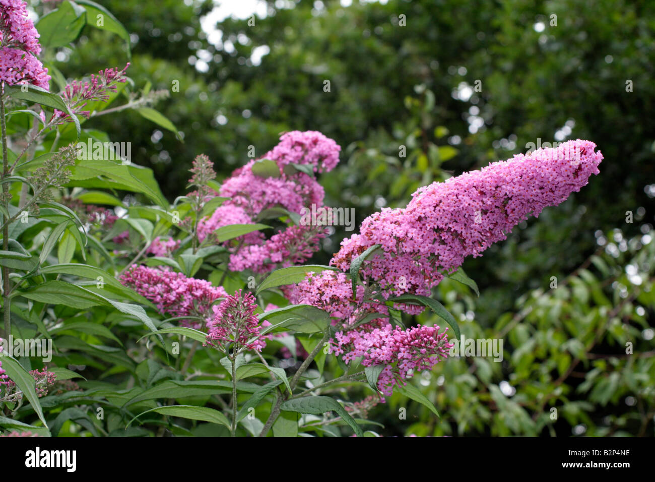 BUDDLEJA DAVIDII rosa delizia Foto Stock