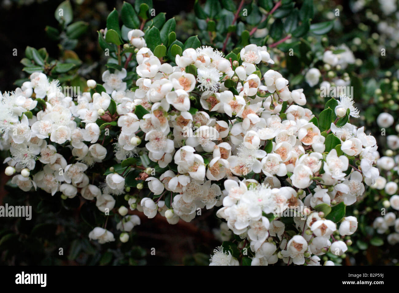 LUMA APICULATA AGM Foto Stock