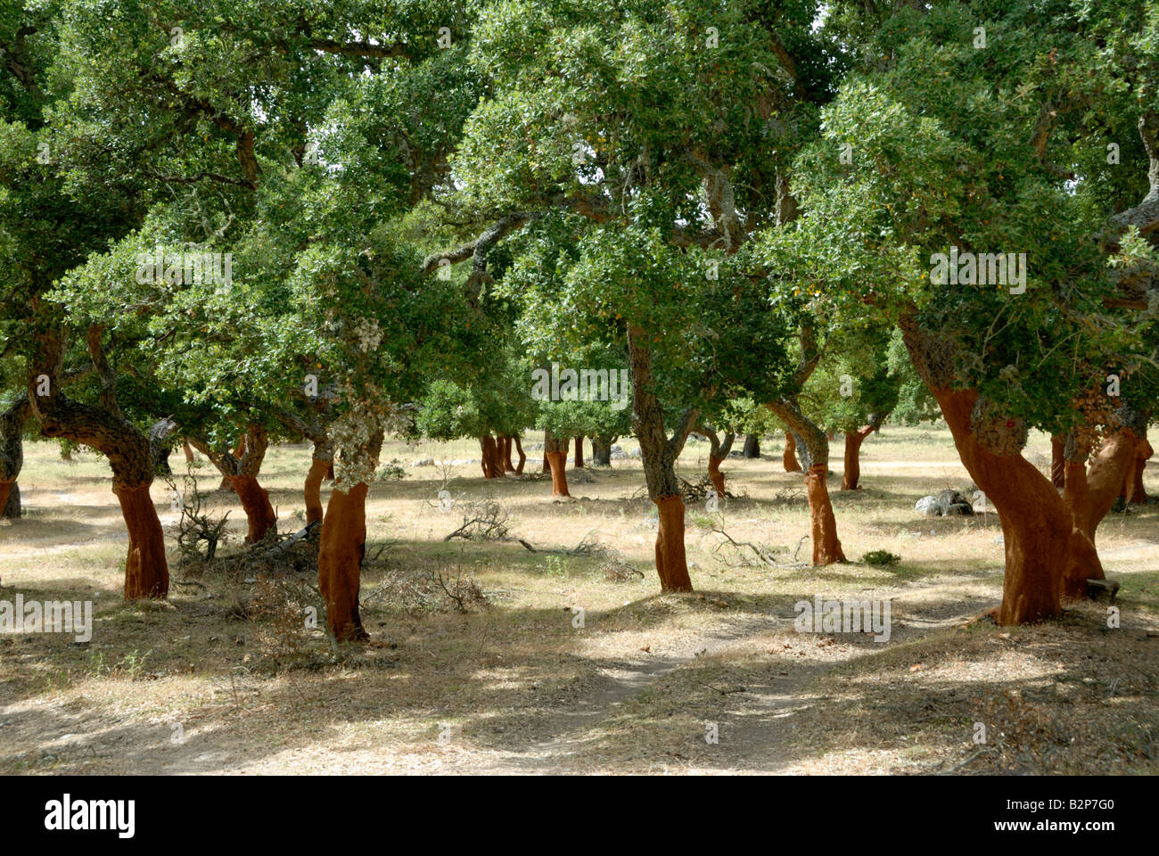 Recentemente raccolte alberi da sughero in Sardegna Foto Stock