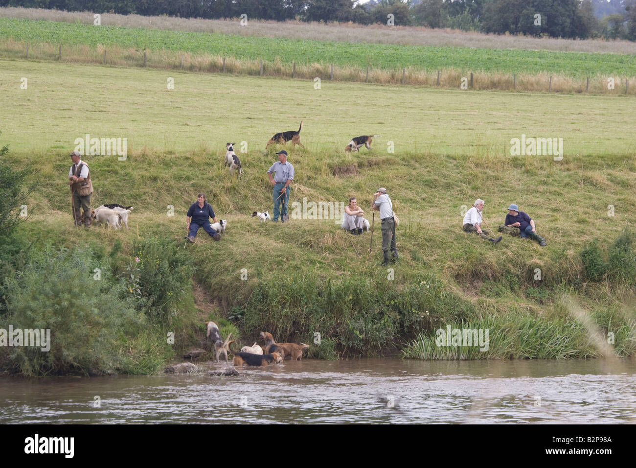 A caccia di visone con otter hounds sulle rive del fiume Wye Hoarwithy Herefordshire UK Foto Stock
