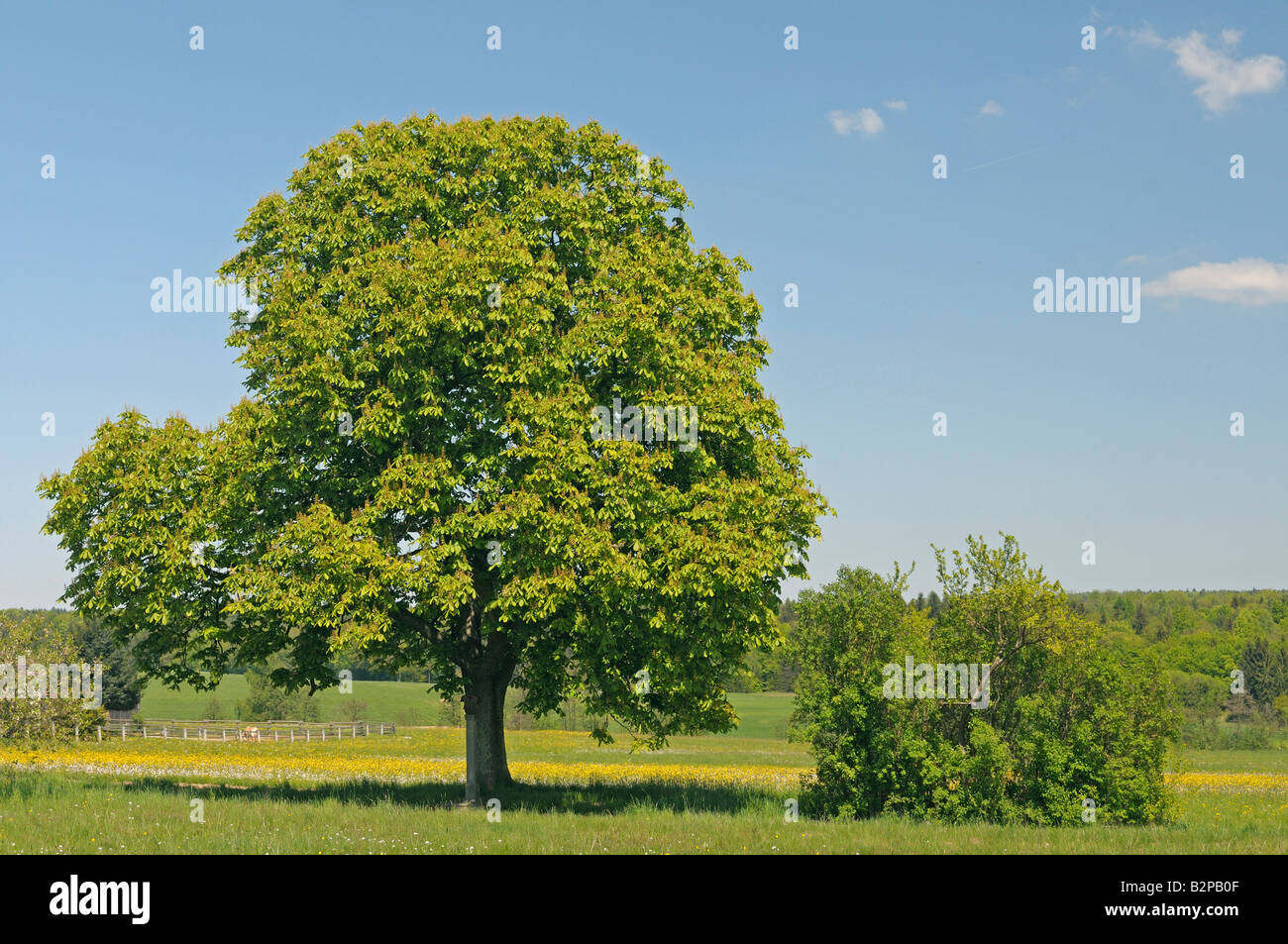 Ippocastano (Aesculus hippocastanum), albero in primavera Foto Stock
