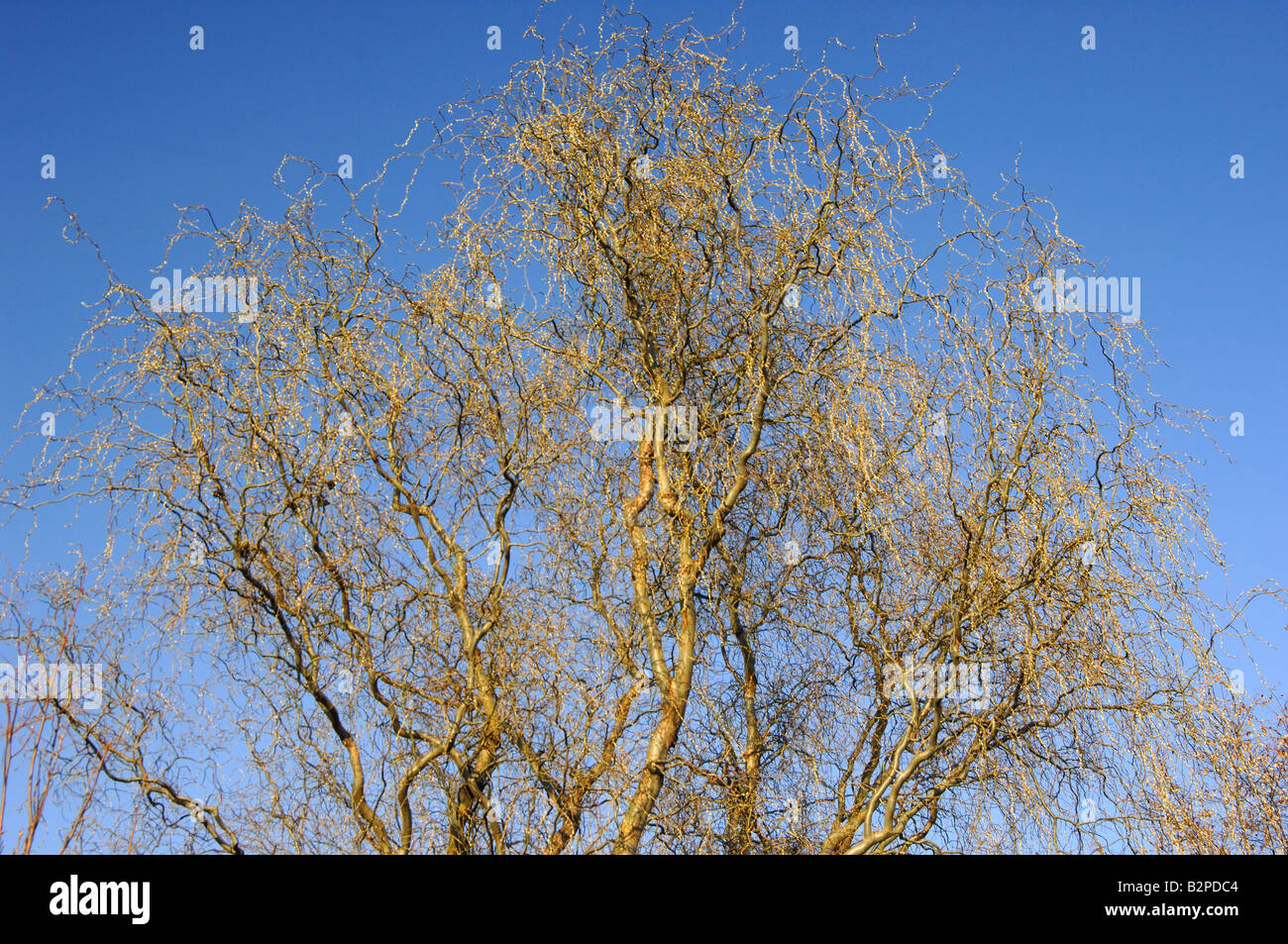 Struttura di cavatappi Willow (Salix matsudana tortuosa), albero in inverno Foto Stock