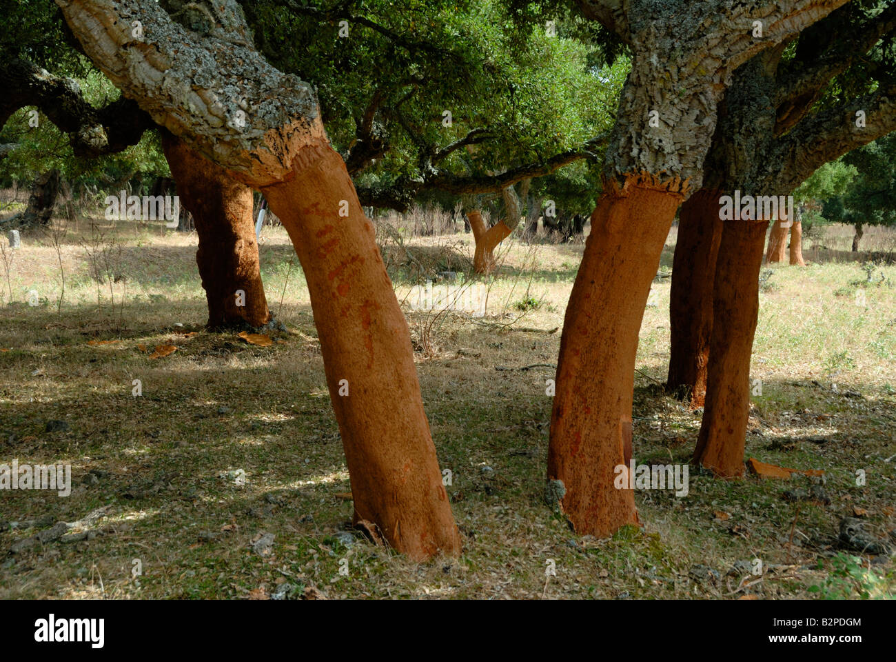 Recentemente raccolte alberi da sughero in Sardegna Foto Stock