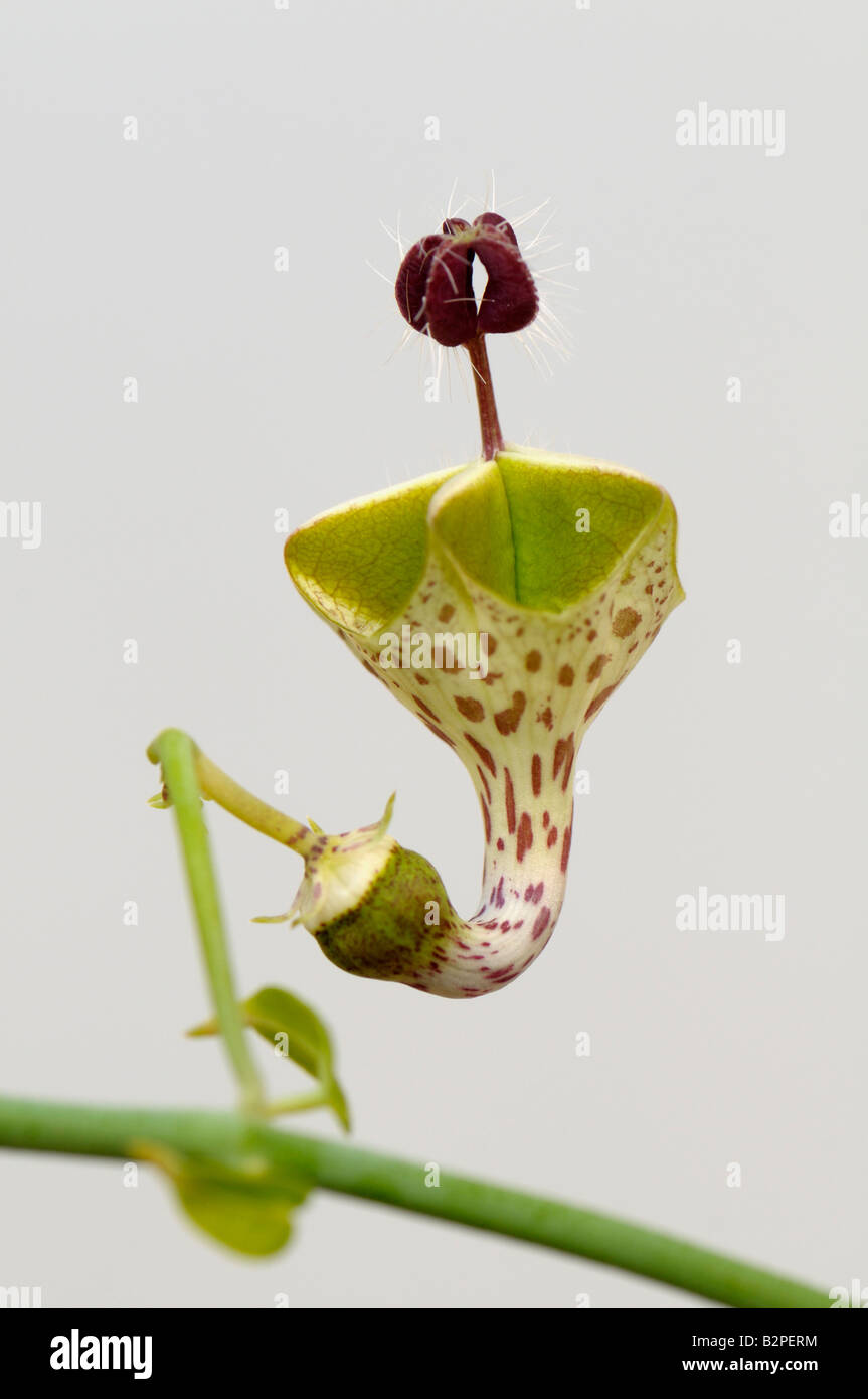 Lanterna Fiore (Ceropegia haygarthii), fiore, studio immagine Foto Stock