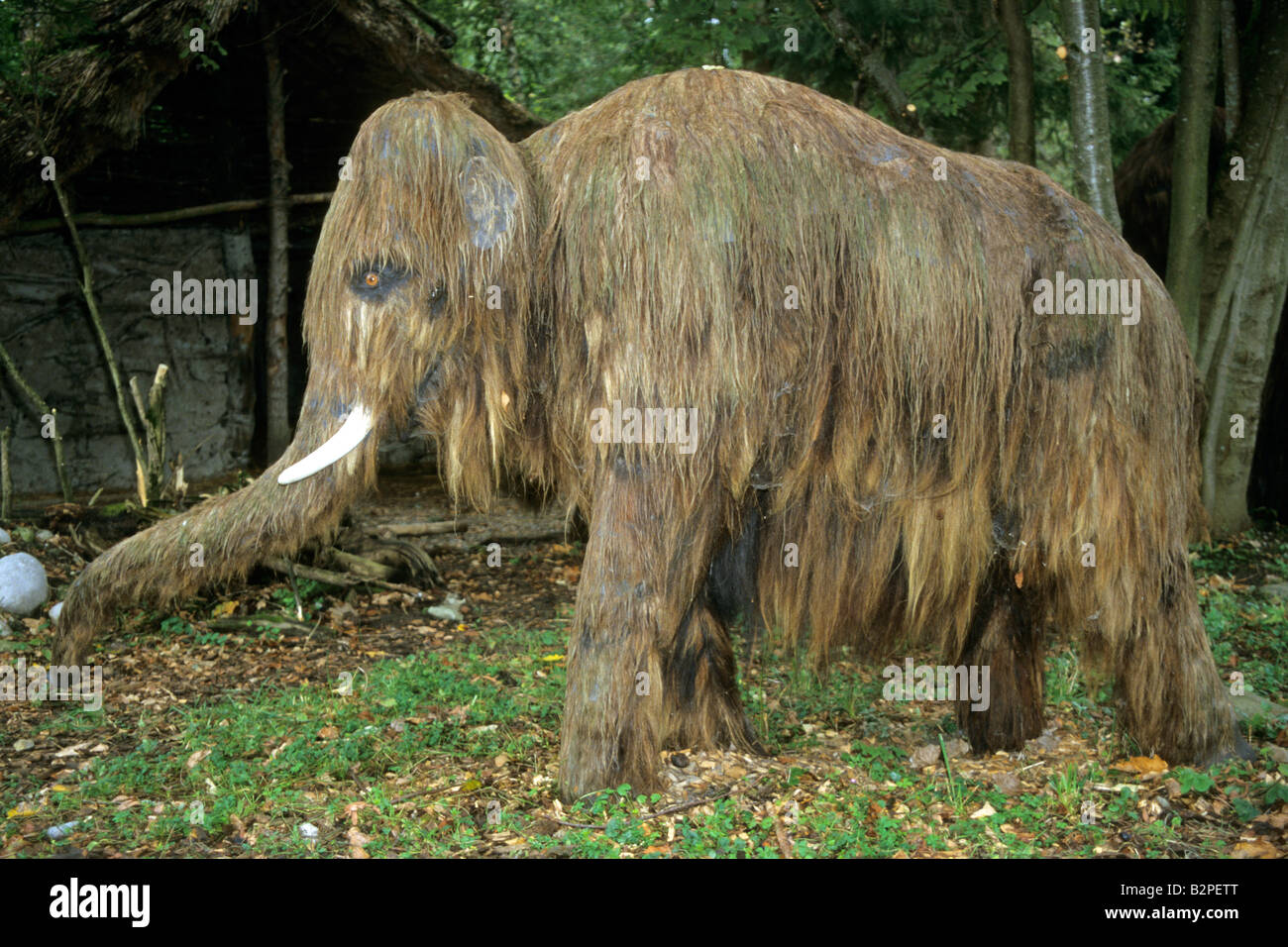 Modello di un estinto mammut lanosi (Mammuthus primigenius) Foto Stock