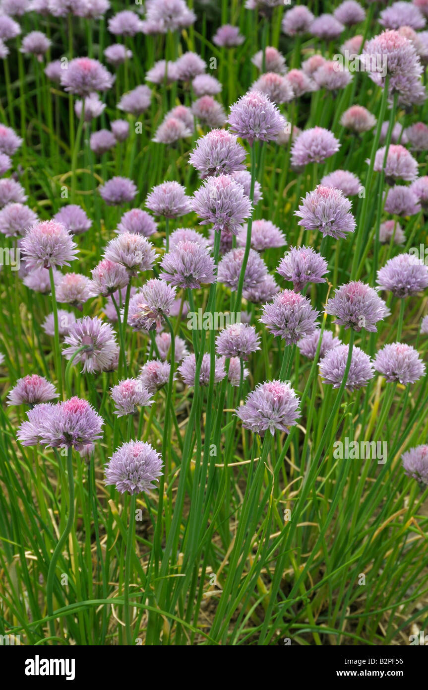 Erba cipollina (Allium schoenoprasum), fioritura Foto Stock