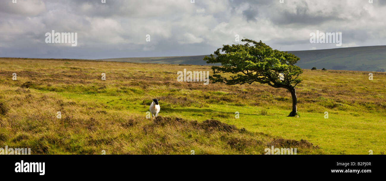 Struttura spazzate dal vento e la pecora selvatica sulla brughiera nel Parco Nazionale di Exmoor Somerset Inghilterra Foto Stock