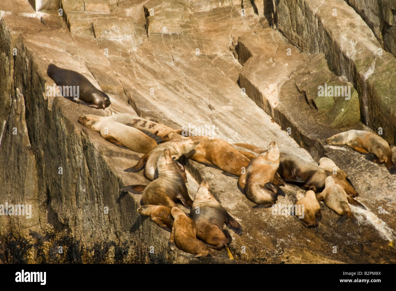 Stellar leoni di mare Eumetopias jubatus crogiolarsi sulle rocce Foto Stock