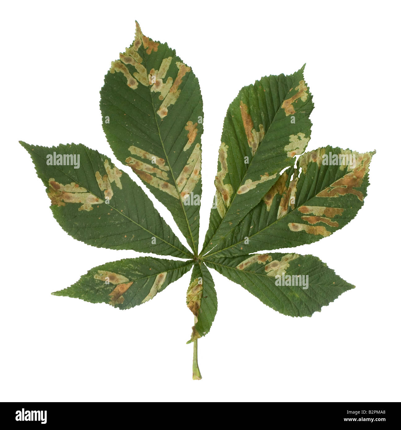 Foglia di ippocastano albero che mostra i danni causati da larve di foglia miner moth Foto Stock
