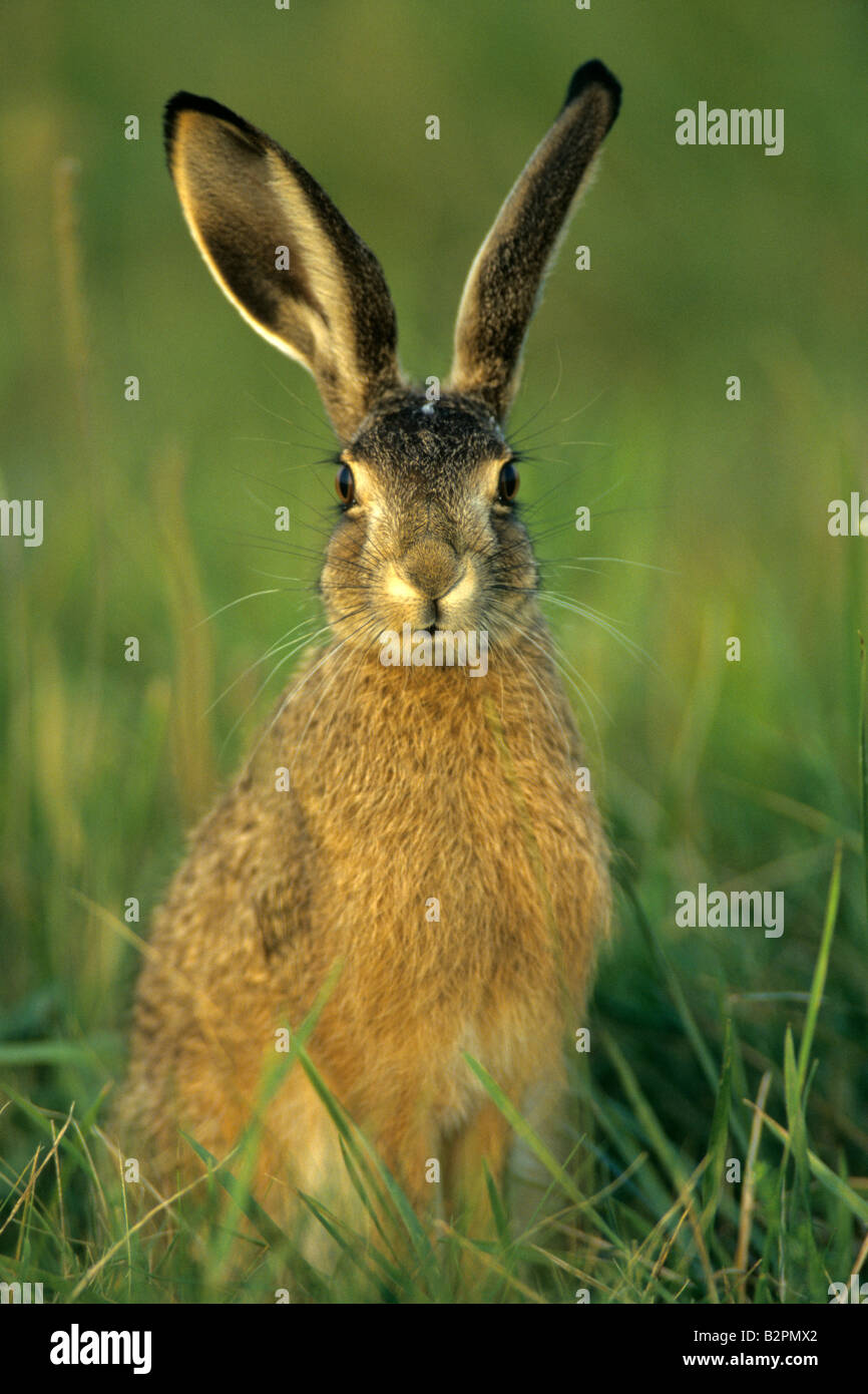 Attento europeo (lepre Lepus europaeus) seduto in erba Foto Stock