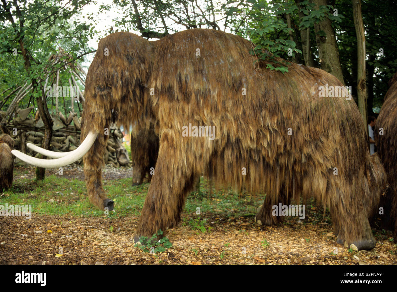 Life-sequestrati modello di un estinto mammut lanosi (Mammuthus primigenius) Foto Stock