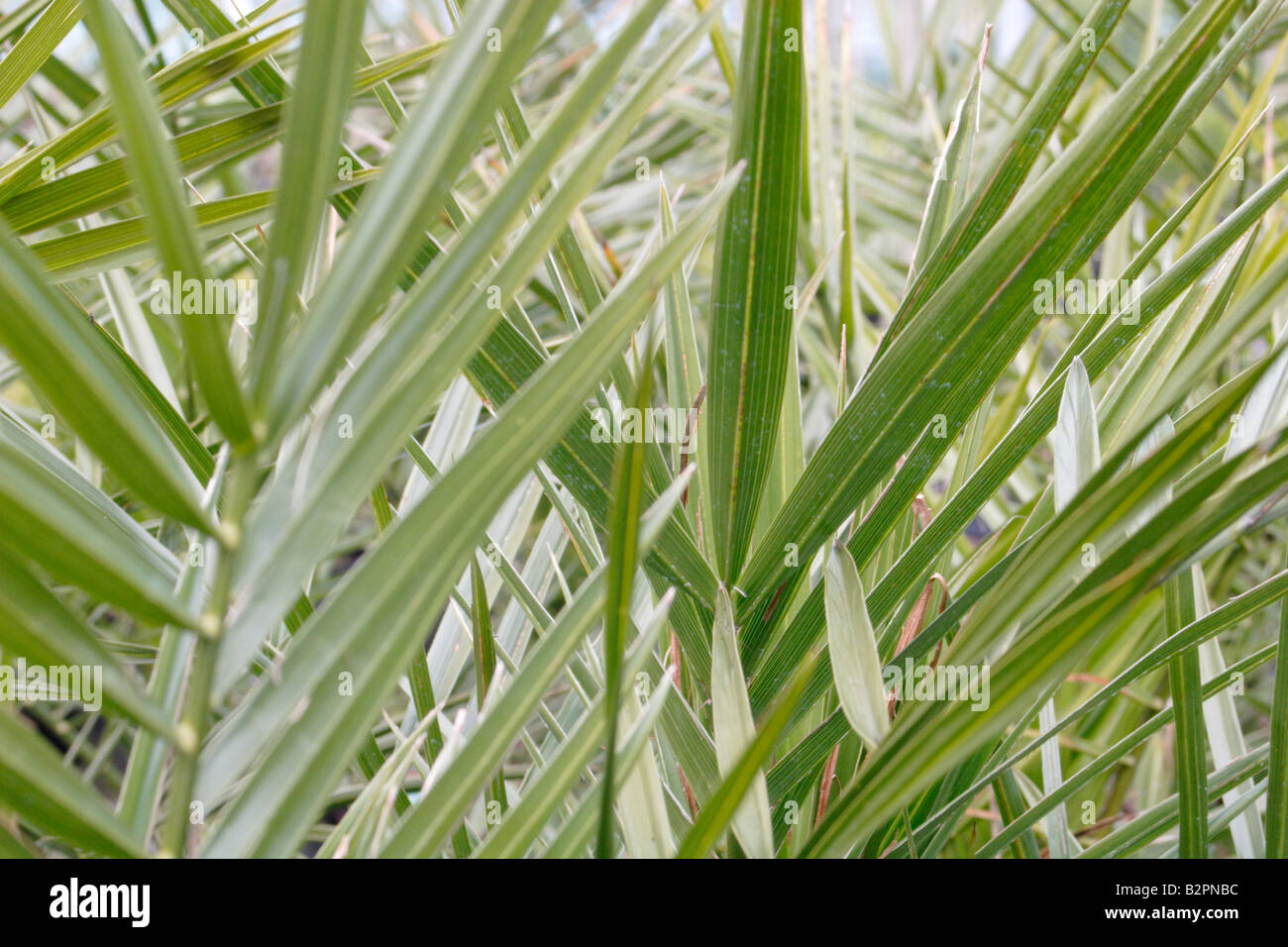 Phoenix canariensis, Isola Canarie data palm Foto Stock