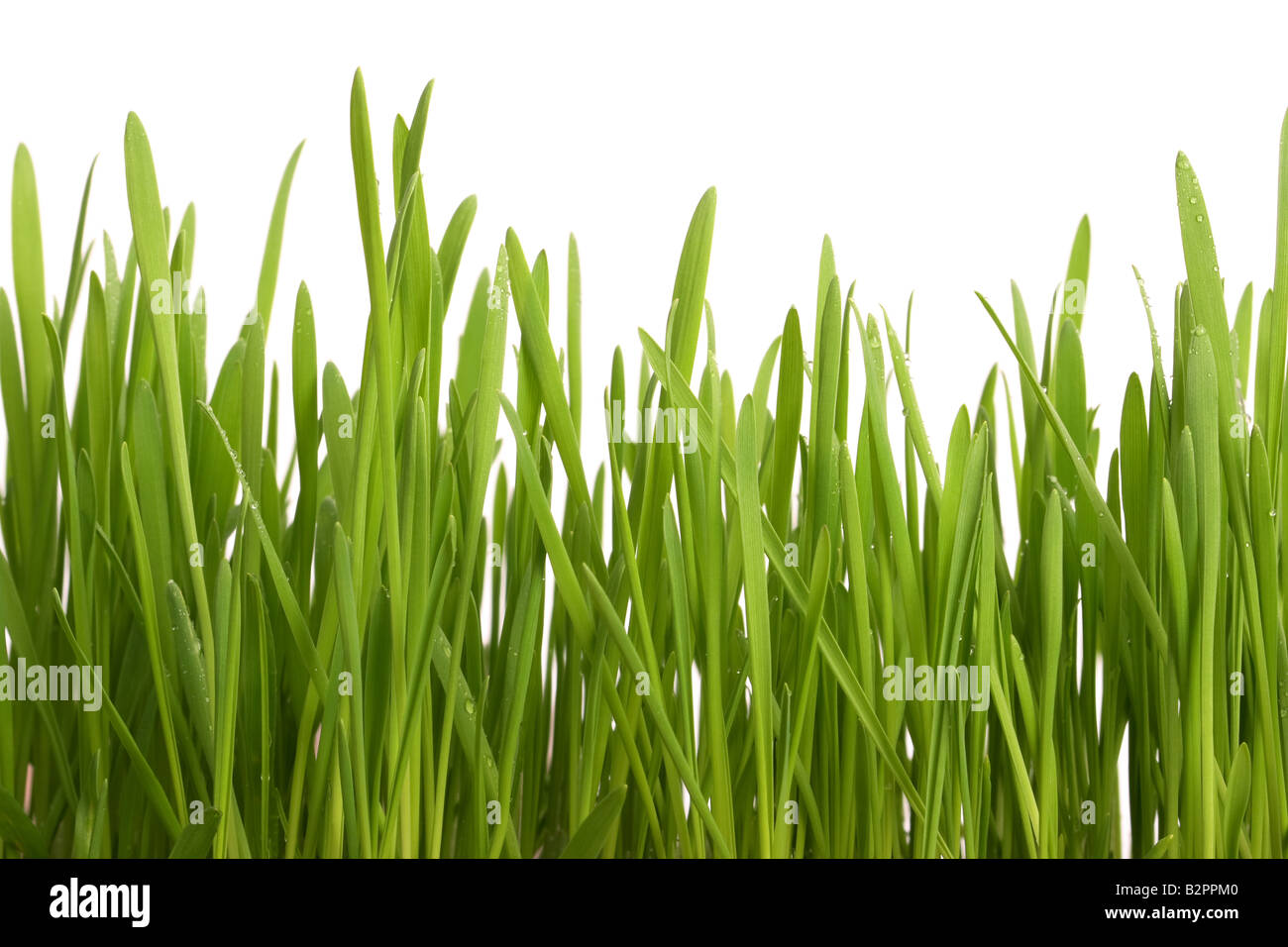 Giovani succosa erba verde su sfondo bianco Foto Stock