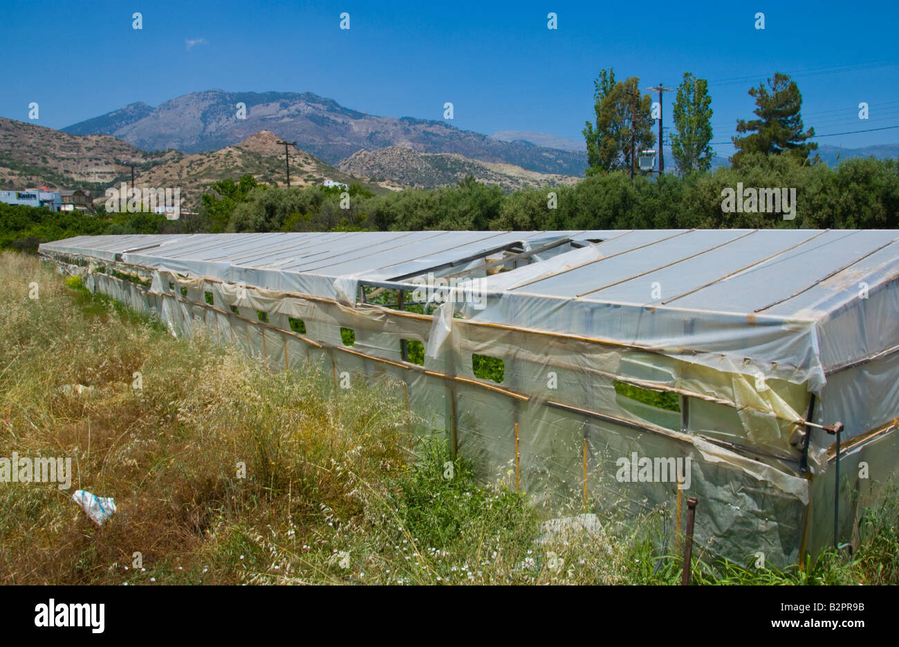 Serra di plastica per la coltivazione di pomodori e zucchine a Myrtos sul Greco isola mediterranea di creta GR EU Foto Stock