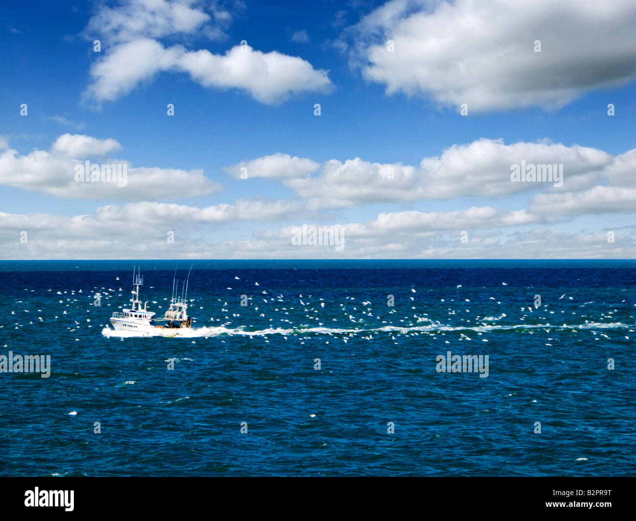 Piccola barca da pesca a strascico di rientrare in porto con centinaia di gabbiani dietro nella sua scia, Europa Foto Stock