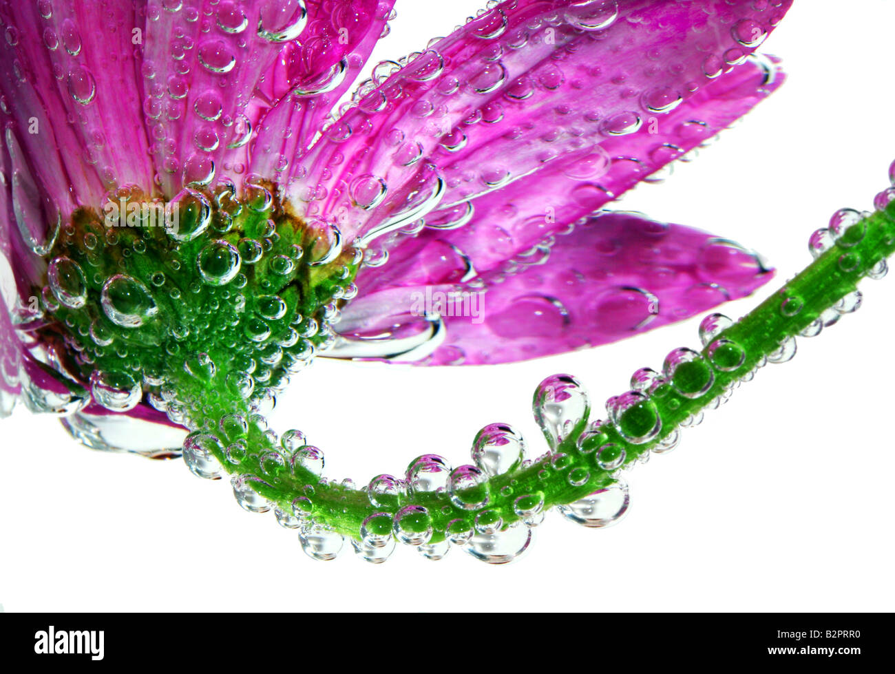 Foto di stock di una pink gerbera daisy coperto da splendidi goccioline riflettente o bolle Foto Stock