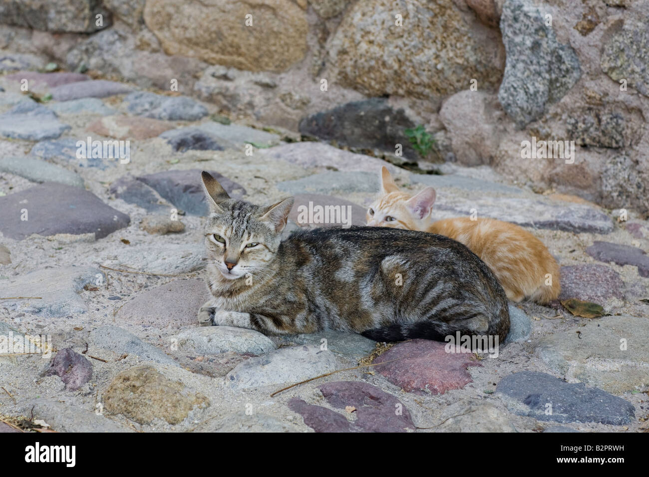 Due gatti in appoggio all'aperto Foto Stock