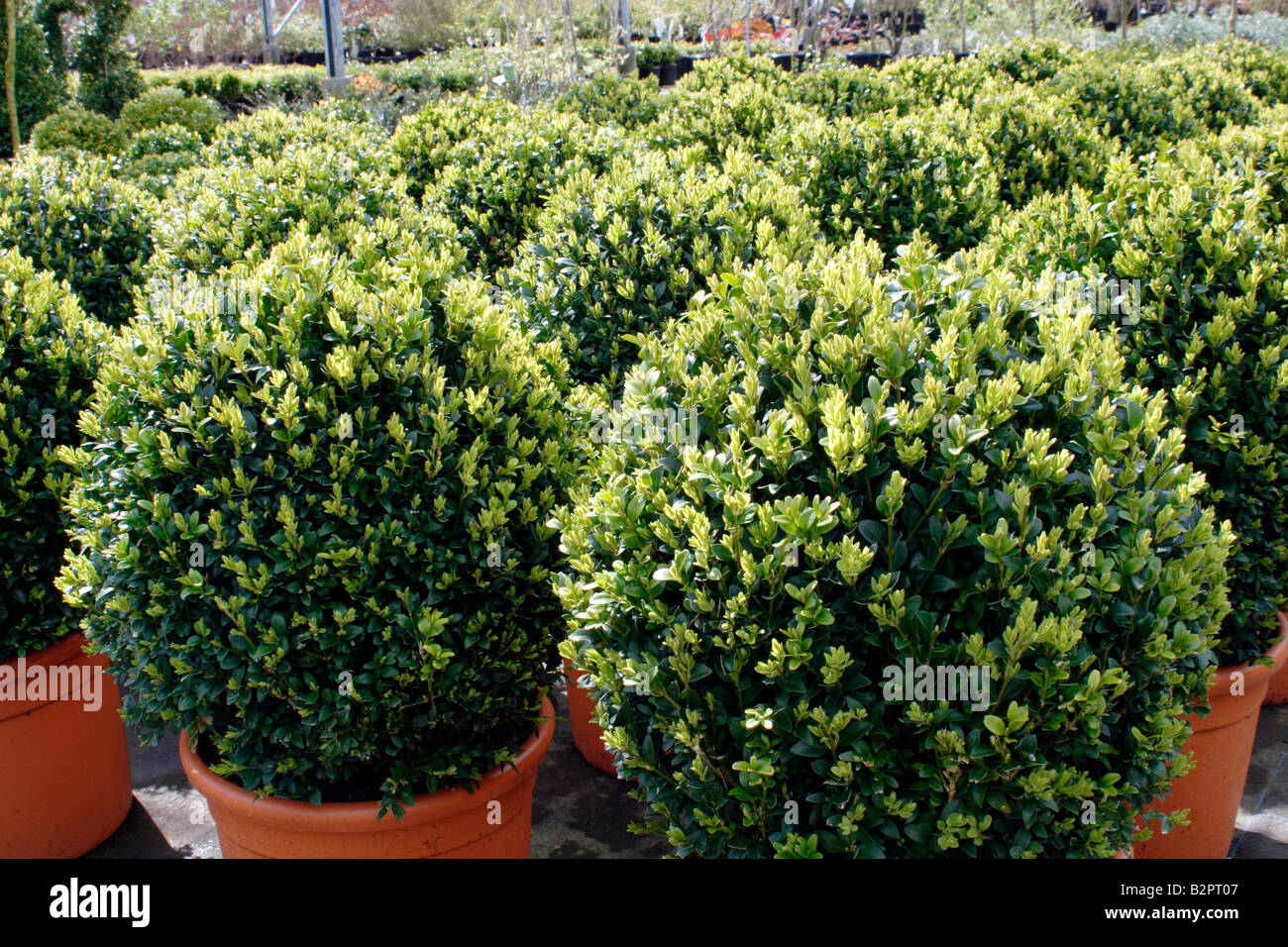 Scatola, Buxus sempervirens, essendo cresciute in un vivaio, REGNO UNITO Foto Stock