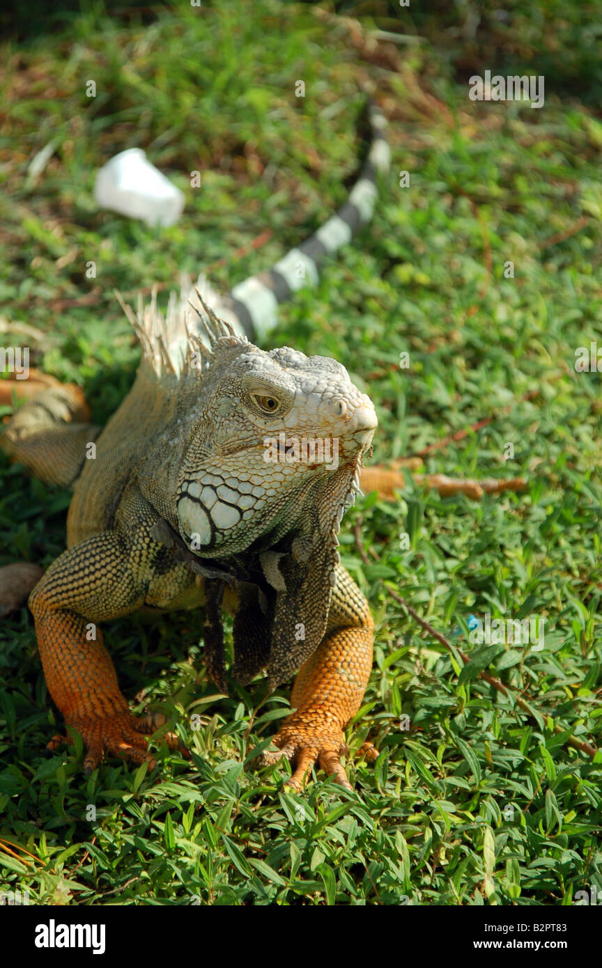 Iguana rilassante in erba al parco a Cartagena, Colombia Foto Stock