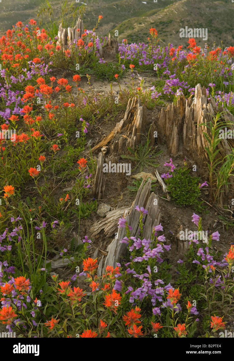 Fiori, Mt. St Helens monumento nazionale, WA, Washington , Stati Uniti, Pennello Penstemon, ceppi, zona blast, vulcano Foto Stock