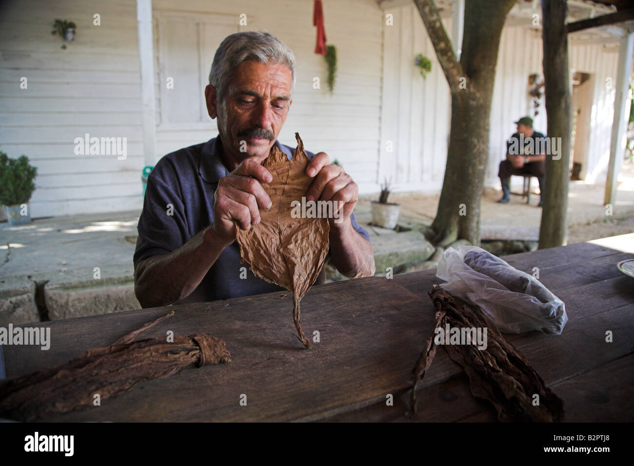 Un locale man mano il tabacco da arrotolare per fare sigari nel modo tradizionale in Vinales in Cuba. Foto Stock