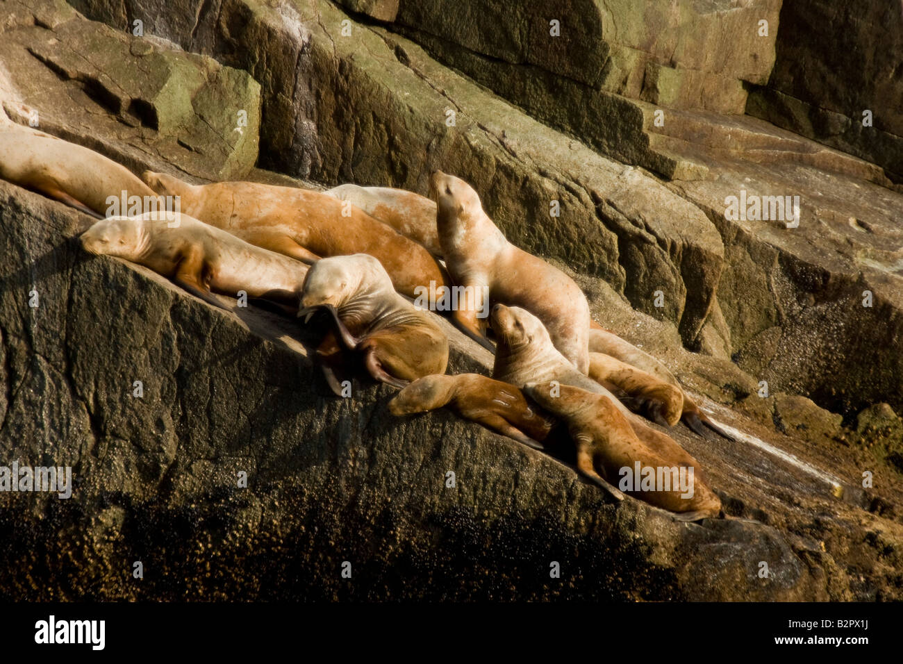 Stellar leoni di mare (Eumetopias jubatus) crogiolarsi sulle rocce Foto Stock