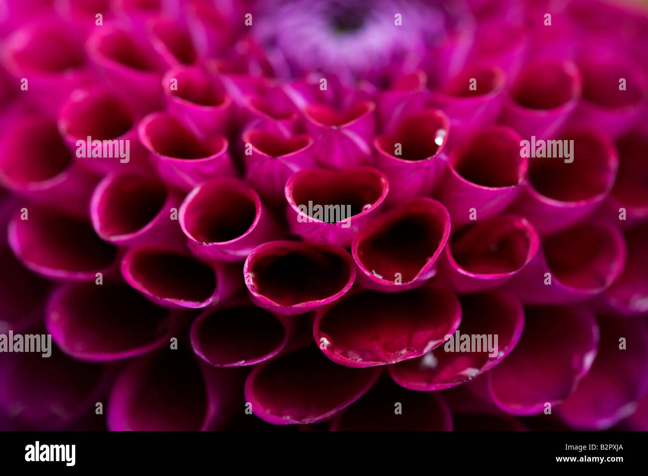 Dahlia 'Anoushka' petali di fiori. Pompon Dahlia abstract Foto Stock