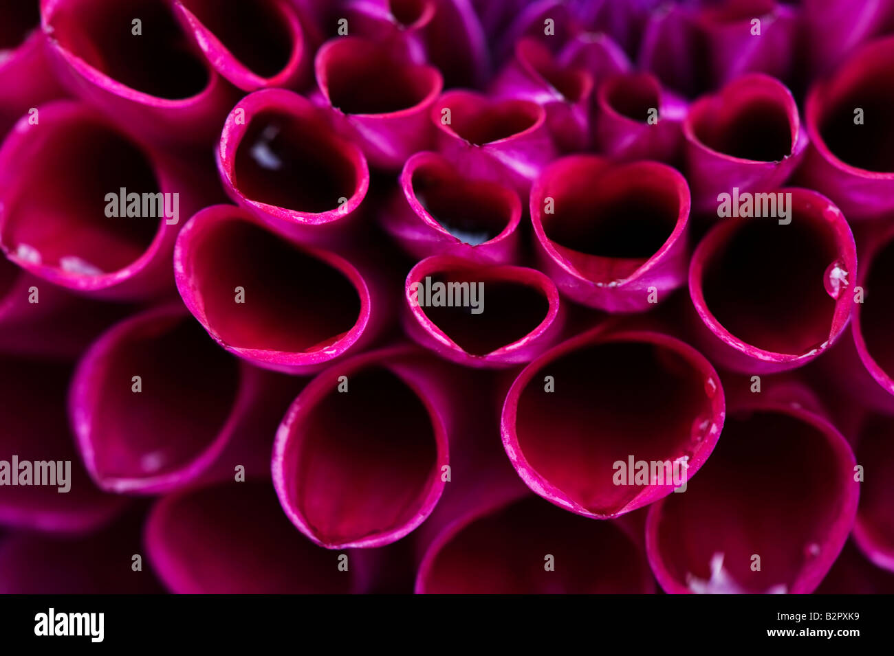 Dahlia 'Anoushka' petali di fiori. Pompon Dahlia abstract Foto Stock