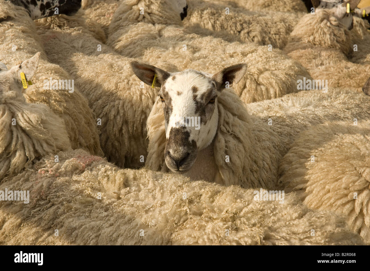 Pecore in penna vicino del North Yorkshire England Regno Unito Regno Unito GB Gran Bretagna Foto Stock