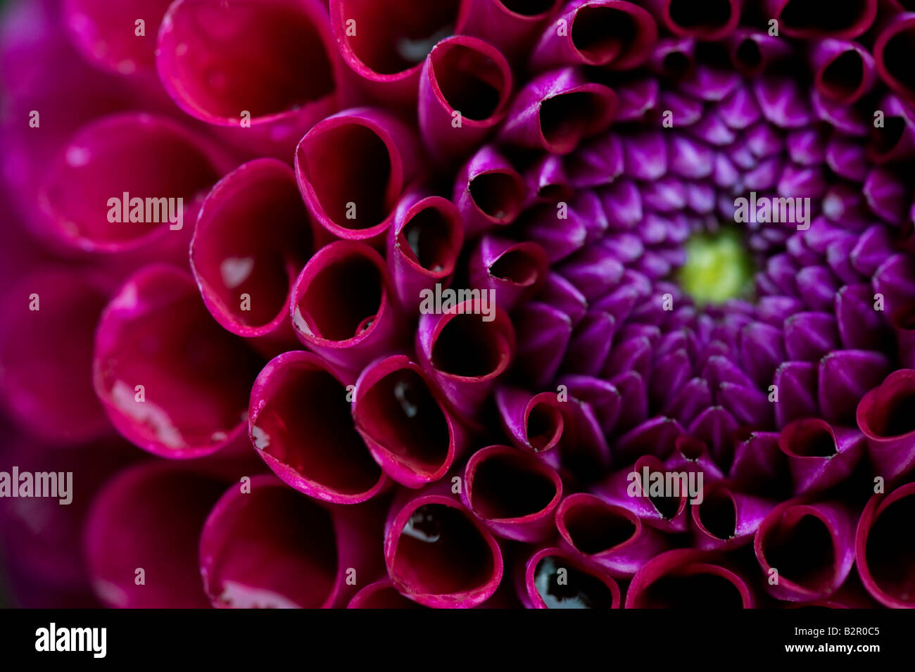 Dahlia 'Anoushka' petali di fiori. Pompon Dahlia abstract Foto Stock