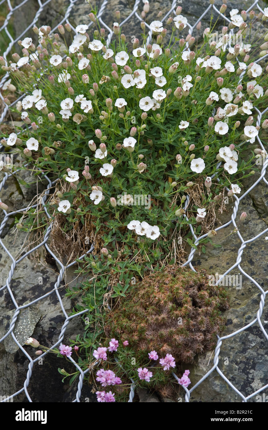 Mare campion (Silene maritima) fioritura, crescente sulla scogliera fissato mediante filo netting Fair Isle Isole Shetland Scozia UK Giugno Foto Stock